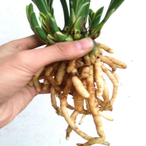 2025新款花卉绿植兰花苗金边建兰帝王妃香氛盆栽夏季开花艺兰 - 图2