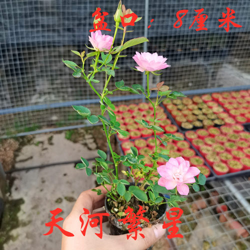 正宗日本山野草姬虎耳草姬雪之下血矛姬月季稿缦穗办公绿植盆景 - 图3