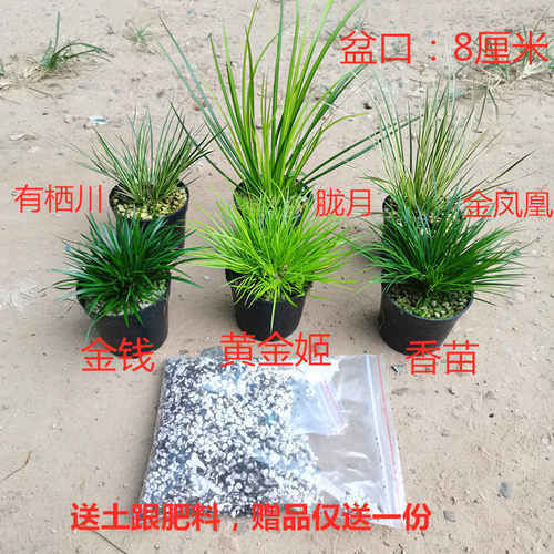 清仓正宗日本黄金姬贵船龙根老桩虎须金钱水培菖蒲草附石造景绿植 - 图1
