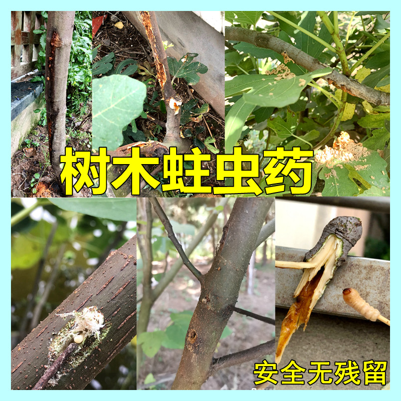 杀蛀虫药专用药无花果树杀虫药钻心虫实木家具蛀木虫农药专杀虫剂