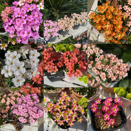 酢浆草【早花品种合集二】趣味秋植爆花球根酢浆草 酢酱草新手植 - 图1
