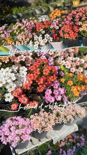 酢浆草【早花品种合集一】趣味秋植爆花球根酢浆草 酢酱草新手植 - 图2