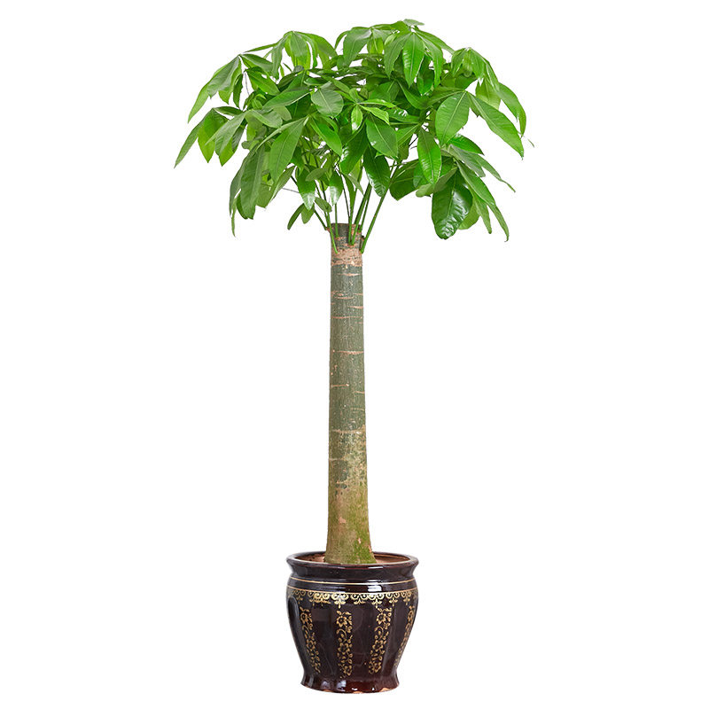发财树大盆栽 单杆大树桩办公室家居招财植物乔迁送礼除甲醛绿植,淘宝优惠券,粉丝福利购,淘宝优惠卷