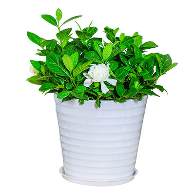 栀子花盆栽白蝉花盆景室内外家居阳台庭院开花净化空气观花绿植 虎窝淘