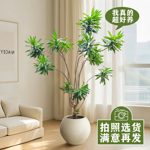 百合竹客厅大型盆栽室内好养真植物老桩龙血树多头金心竹高端绿植 - 图0