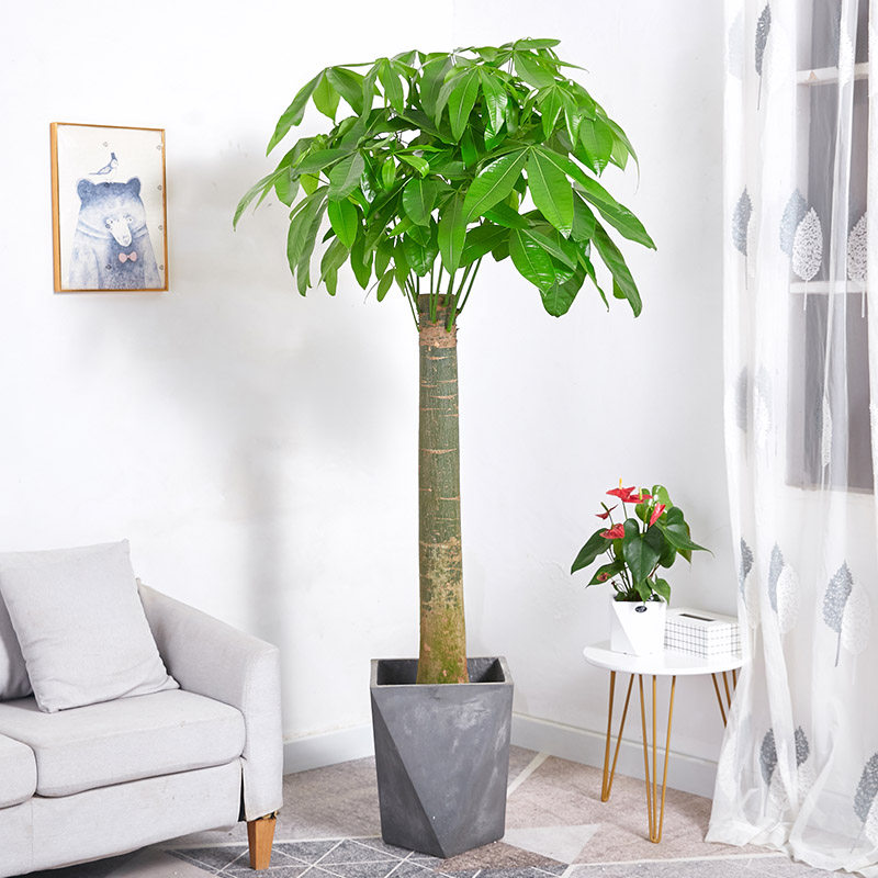 发财树大盆栽 单杆大树桩办公室家居招财植物乔迁送礼除甲醛绿植,淘宝优惠券,粉丝福利购,淘宝优惠卷