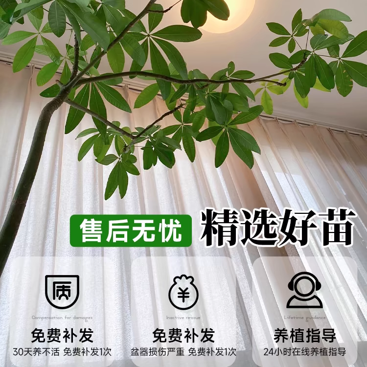 原生发财树客厅盆栽大招财植物室内办公室好养活绿植网红老桩盆景,淘宝优惠券,粉丝福利购,淘宝优惠卷