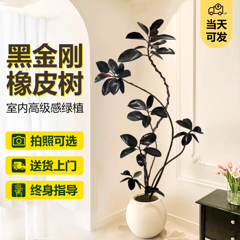 橡皮树黑金刚盆栽客厅北欧造型网红大型植物室内懒人好养易活绿植,淘宝优惠券,粉丝福利购,淘宝优惠卷