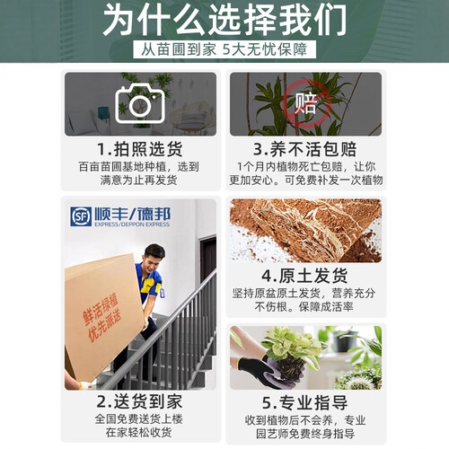 百合竹客厅大型盆栽室内好养真植物老桩龙血树多头金心竹高端绿植 - 图3