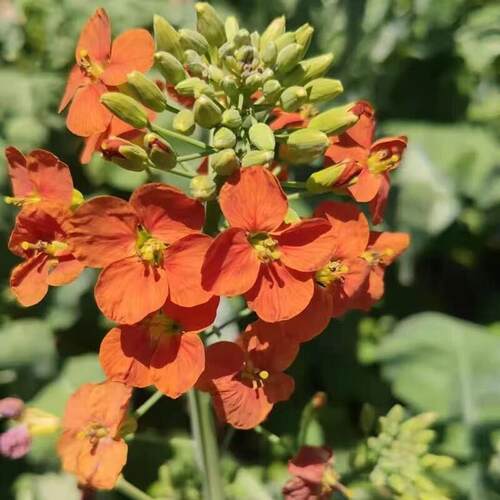 幸马花欲油菜种子高产耐寒榨油食用种子花海景观造景黄色油菜籽彩 - 图0