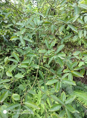 现挖山胡椒根 木姜子根 可食用煲汤食材 山苍子根 木香子 山鸡椒
