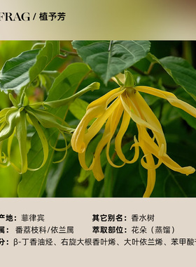 依兰依兰单方精油调情沐浴天然香水浓郁香甜愉悦身体按摩放松香薰