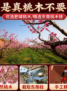 桃木枝真桃木挂件随身携带钥匙扣