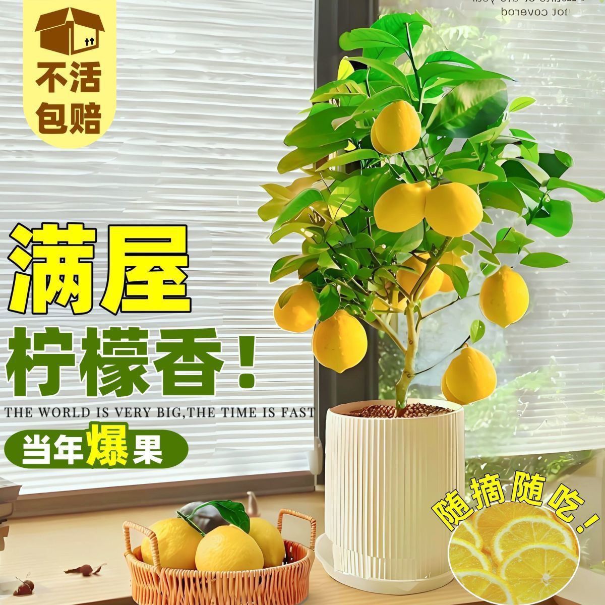 【可食用】香水柠檬树盆栽绿植老桩植物室内阳台室外四季好养可吃 - 图1