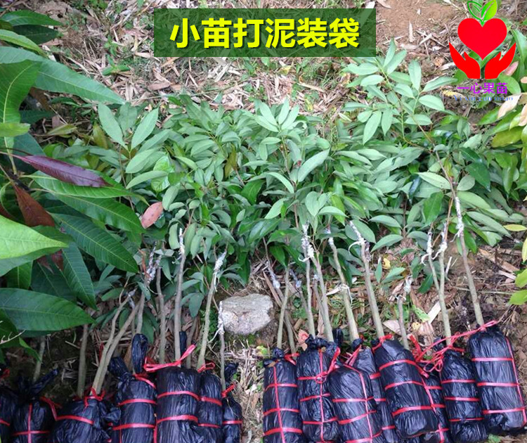 荔枝树苗妃子笑荔枝苗桂味无核荔枝苗盆栽地栽带土带叶南方种植-图1