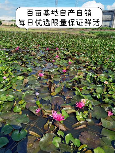 睡莲莲花原土原盆带花苞成品热带勤花丰花水养池塘户外水生植物sl - 图1