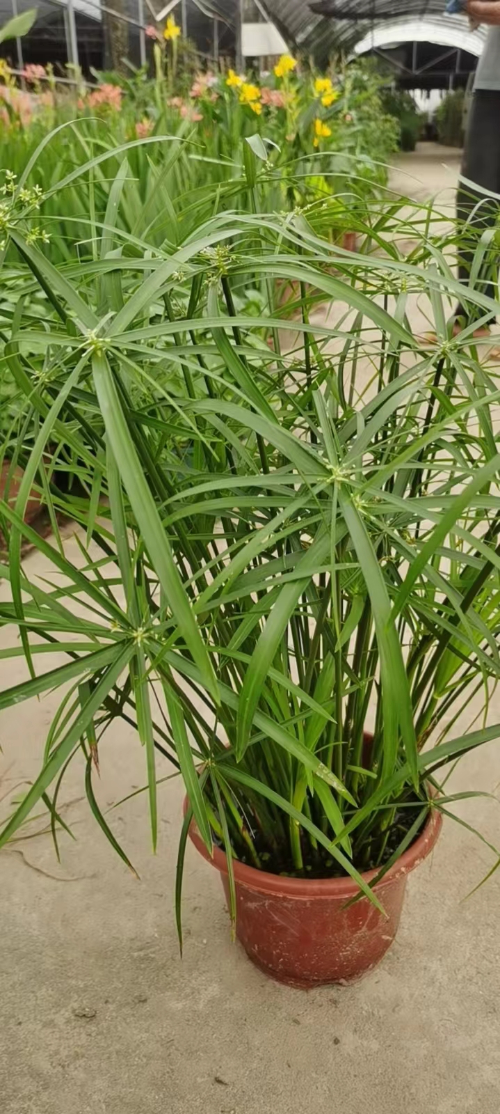 风车草水生植物水竹盆栽苗室外水池鱼塘旱伞草水培造景四季常青 - 图2