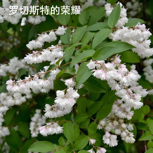 新品植物溲疏苗草莓田雪樱花粉铃铛斑丽阳台盆栽庭院地栽抗病耐寒 - 图2