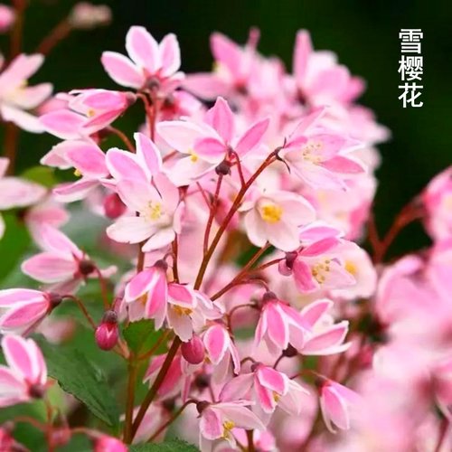新品植物溲疏苗草莓田雪樱花粉铃铛斑丽阳台盆栽庭院地栽抗病耐寒 - 图0