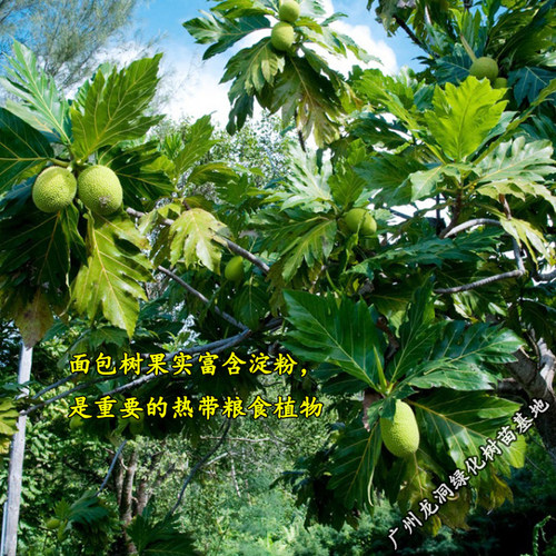 面包树苗盆栽绿植面包树小苗四季常绿庭院花卉植物南北方种植 - 图1