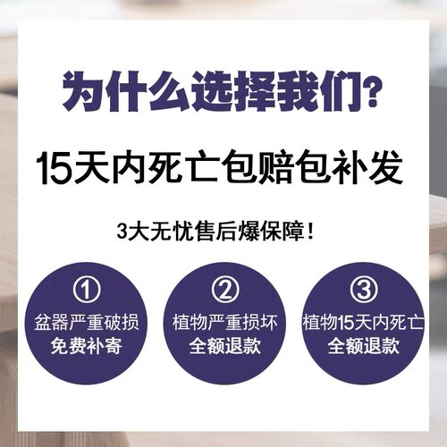 栀子花盆栽绿植花卉室内客厅好养护加仑土培净化空气吉利红发财树 - 图2