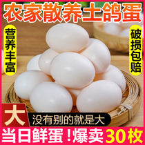 Meta Treasure Pigeon Eggs Fresh 30 Grocery Earth Dove Eggs Baby Pregnant Woman Raw Food White Dove Eggs