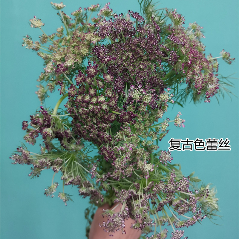 精品鲜花速递家庭用花昆明国产蕾丝配花配草鲜切花花家庭用花10支