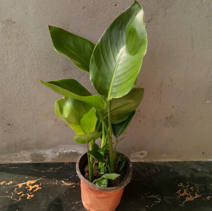 室内盆栽天堂鸟鹤望兰中大型绿叶植物进化空气办公室绿植净化空气