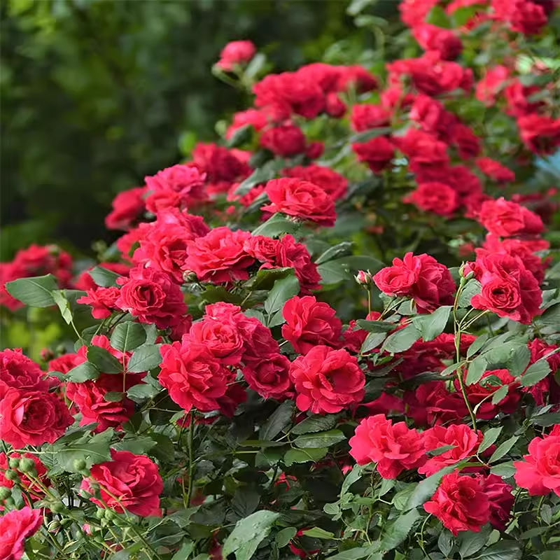 木香花苗爬藤植物四季红木香白木香月季蔷薇庭院特大基地市场,淘宝优惠券,粉丝福利购,淘宝优惠卷
