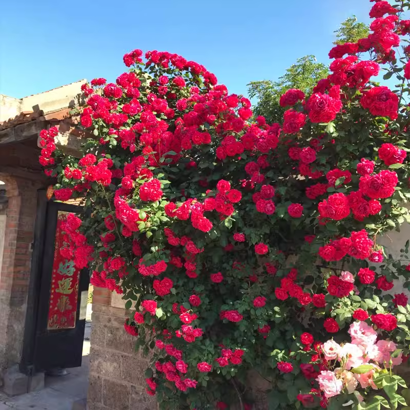 木香花苗爬藤植物四季红木香白木香月季蔷薇庭院特大基地市场,淘宝优惠券,粉丝福利购,淘宝优惠卷