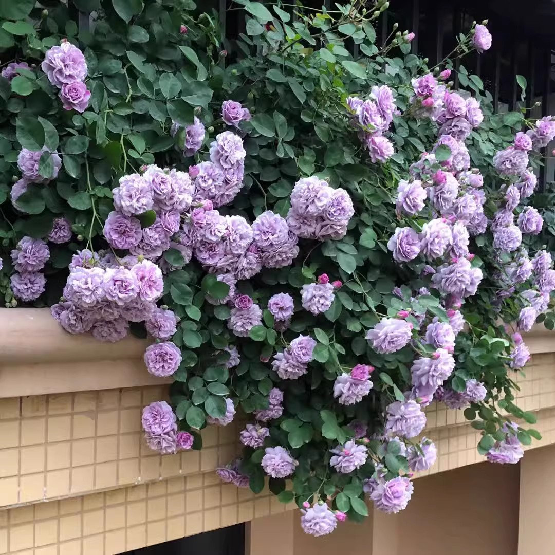 蓝色阴雨藤本月季花大苗阳台庭院爬藤花卉植物浓香四季玫瑰蔷薇花-图1