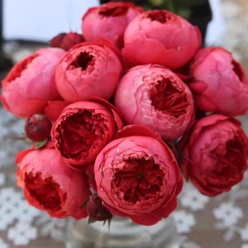 朱砂碗月季灌木耐热浓香四季勤花抗病包子型阳台花卉庭院盆栽玫瑰,淘宝优惠券,粉丝福利购,淘宝优惠卷