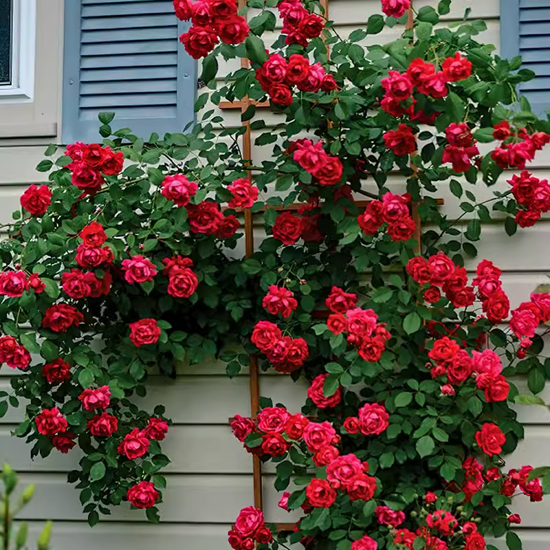木香花苗爬藤植物四季红木香白木香月季蔷薇庭院特大基地市场,淘宝优惠券,粉丝福利购,淘宝优惠卷