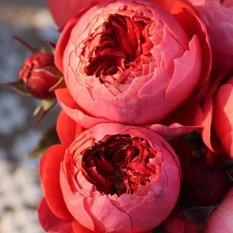 朱砂碗月季灌木耐热浓香四季勤花抗病包子型阳台花卉庭院盆栽玫瑰,淘宝优惠券,粉丝福利购,淘宝优惠卷