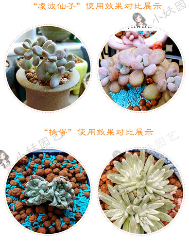 桃小妖球球土多元土活力土多肉种植铺面纯颗粒发根多元素营养拌土 - 图3