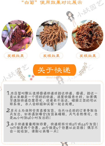 桃小妖球球土多元土活力土多肉种植铺面纯颗粒发根多元素营养拌土 - 图1