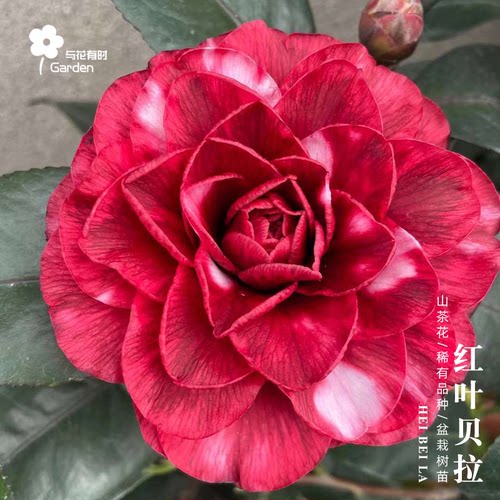 红叶贝拉大玫瑰山茶花树苗盆栽树苗黑紫红金华美女庭院窗台带花苞 - 图2