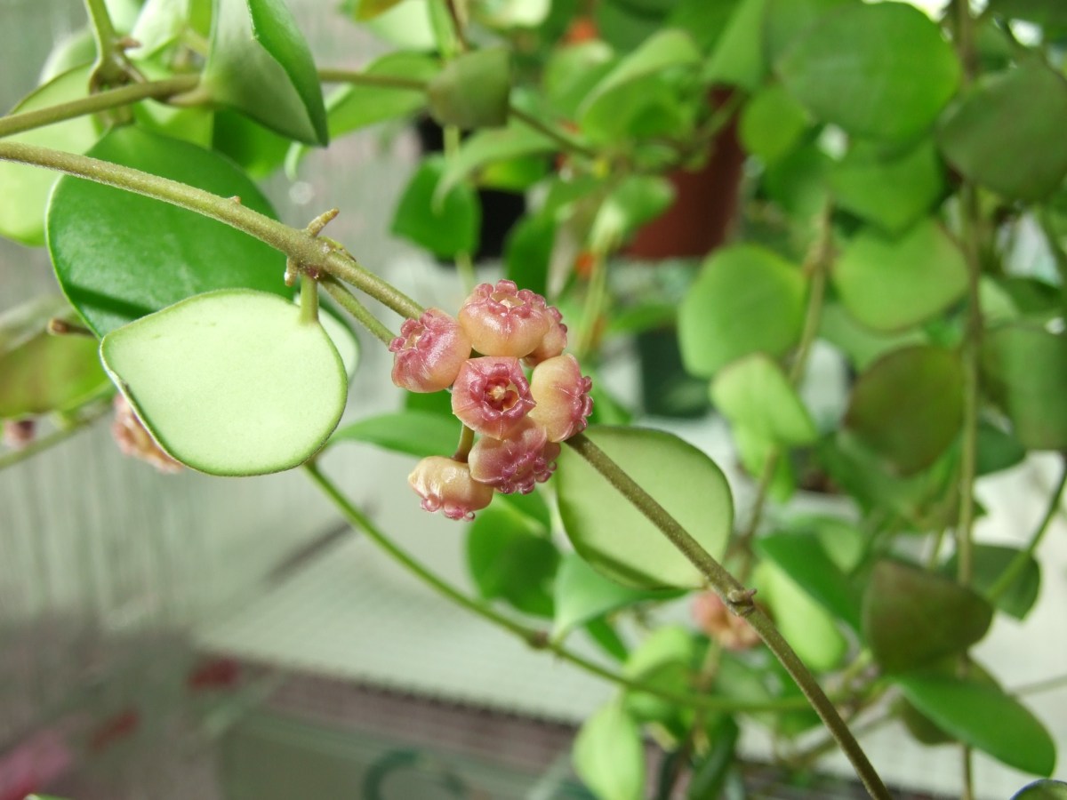 休斯科尔球兰粉花粉烧麦小苗（Hoya heuschkeliana ssp. pink）-图1