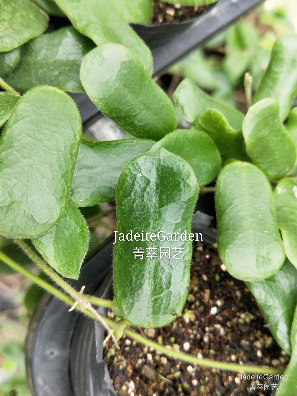 耐热花卉小方叶球兰香味好（Hoya rotundiflora（square leaf）） - 图0