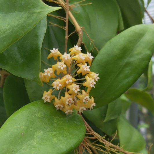 火红黄花球兰小苗包对版到永远Hoya ilagiorum ssp. yellow-图1