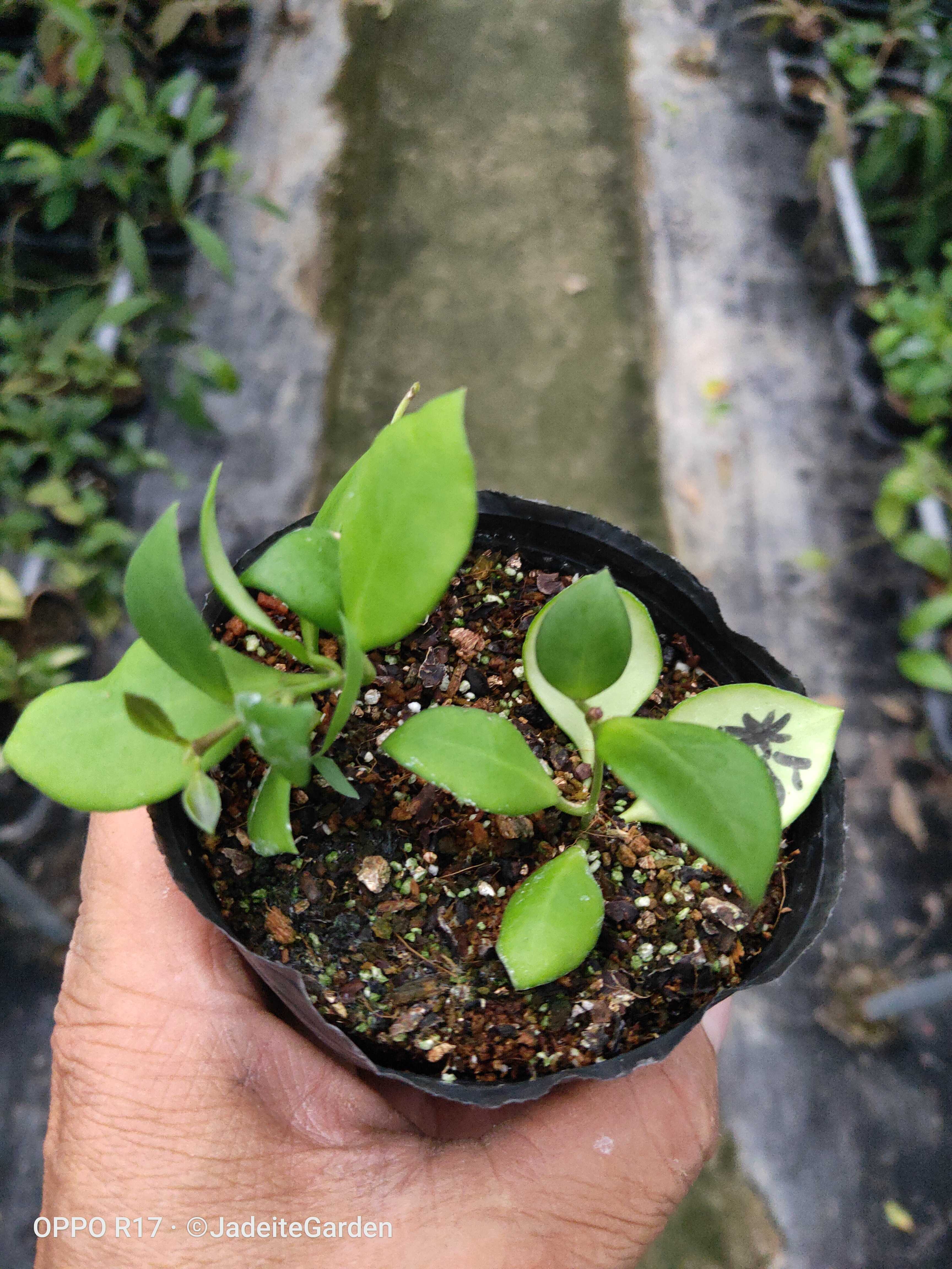 休斯科尔球兰粉花粉烧麦小苗（Hoya heuschkeliana ssp. pink）-图0