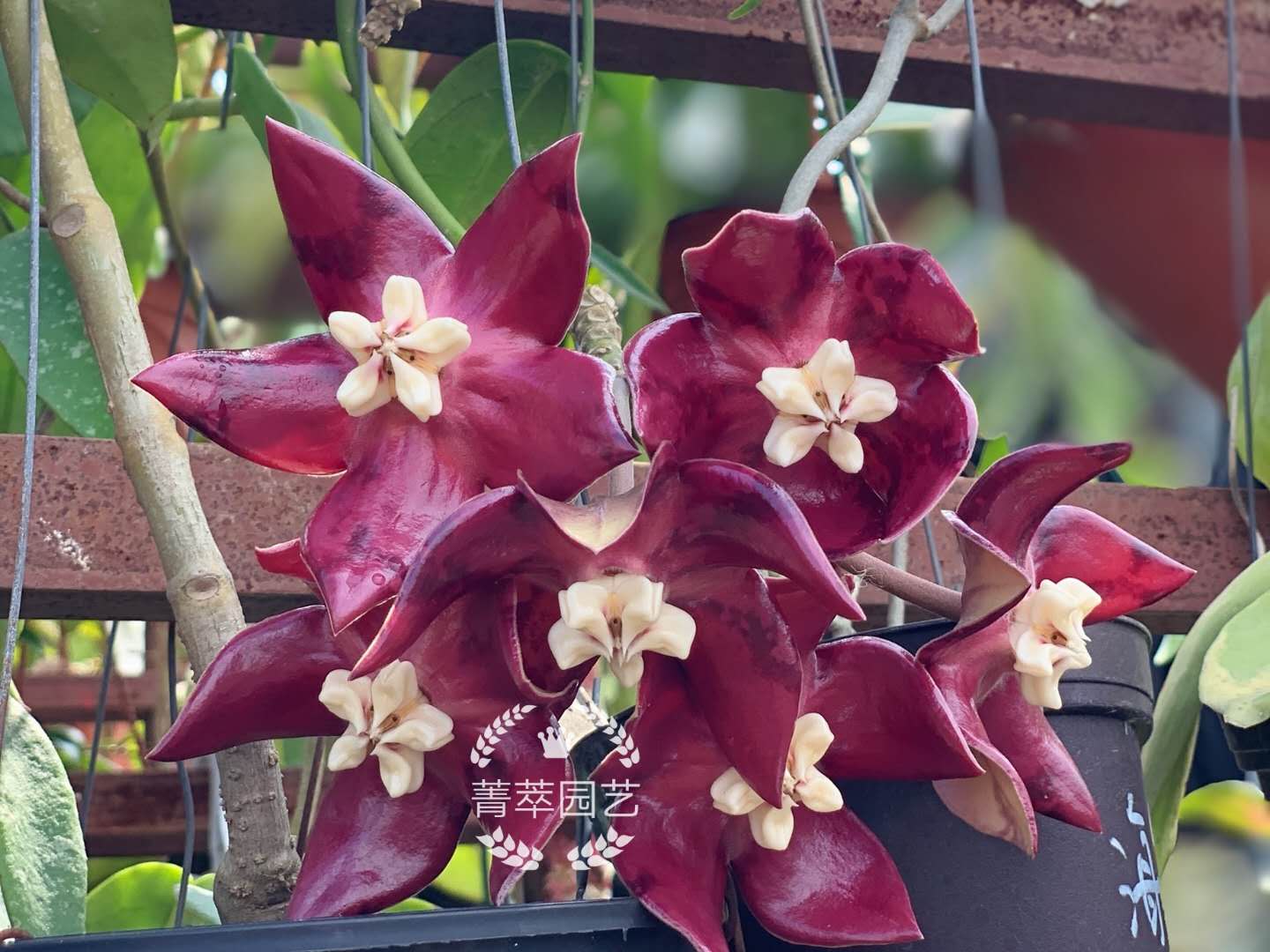 基地直销耐阴耐热精品帝王红花球兰 Hoya imperialis ssp. red-图0