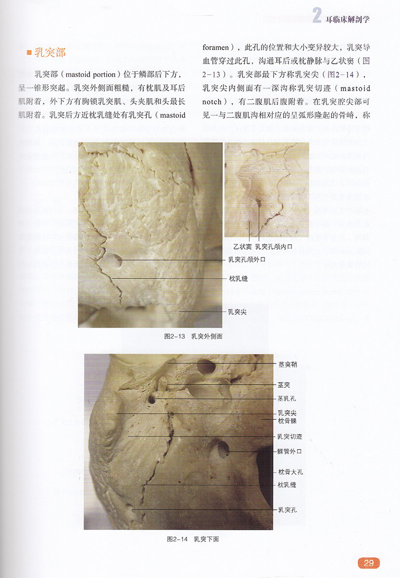 现货耳鼻咽喉头颈外科临床解剖学第二版2钟世镇现代临床解剖学全集现代临床解剖学医学参考书籍山东科学技术出版社9787572301414_虎窝淘