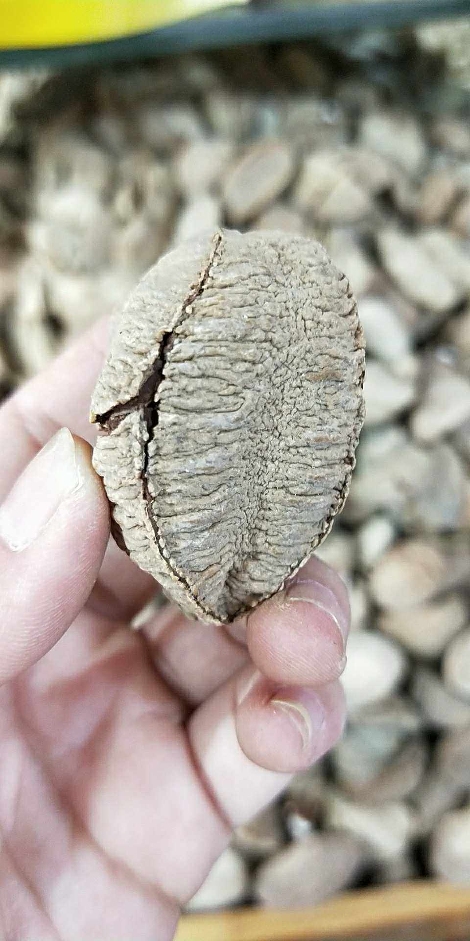 鲍鱼果(沙漠果)500克