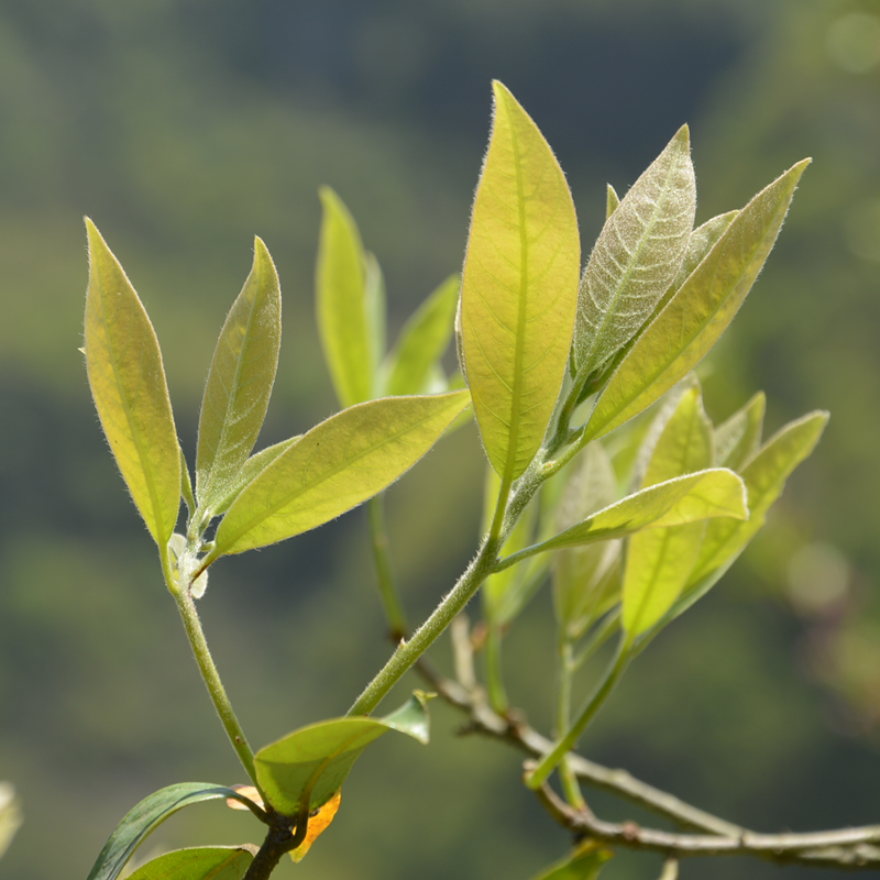 老鹰茶嫩叶100g试喝重庆巫溪盐背子野生老荫茶红白茶火锅凉茶包邮 - 图1