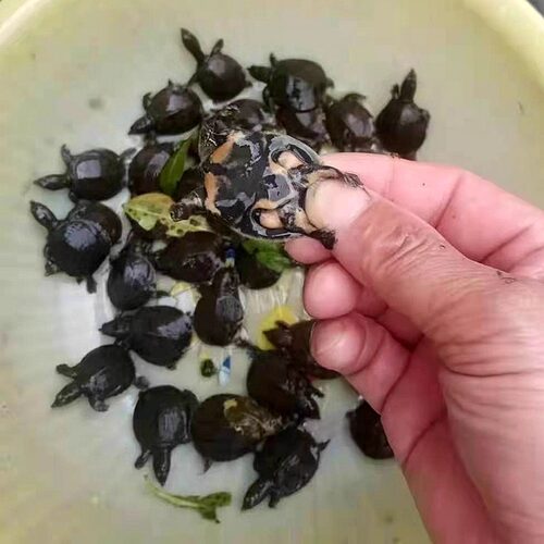 苗场直供优质外塘甲鱼苗黑花甲鱼花鳖乌鳖苗杂食活体养殖包邮包活 - 图0