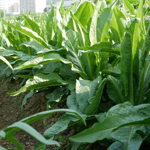 尖叶甜麦菜种子种籽蔬菜青菜籽种油麦菜四季菜种苦麦菜菜籽秧苗 - 图1