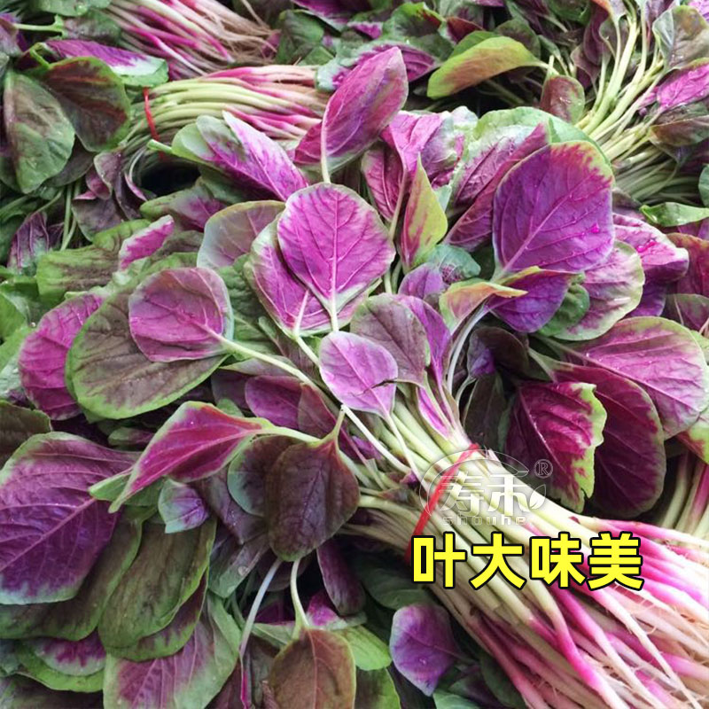 汉菜红圆叶苋菜种子白籽种四季孑柳叶春季蔬菜种籽菜籽菜种大全 - 图0