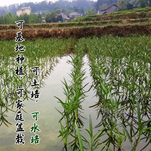 竹叶空心菜种子种籽苗四季菜苗带根柳叶蔬菜菜籽水孑大叶青菜菜种 - 图2