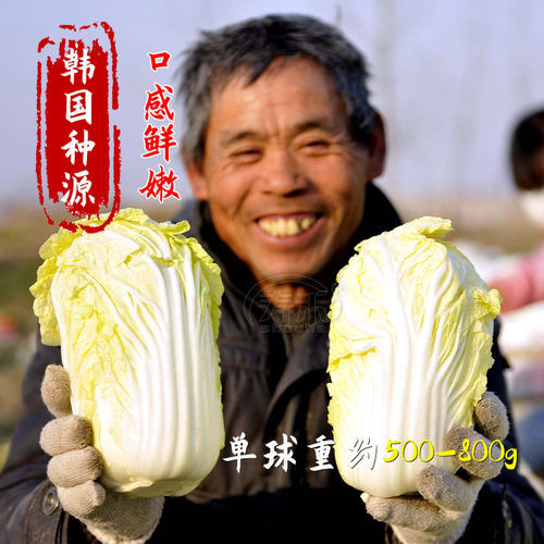 韩国娃娃菜种子种籽耐热黄心籽种蔬菜孑苗秧菜种大白菜菜籽小白菜 - 图0